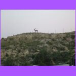 Elk 2.jpg